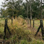 Louisiana neighbours fought over a 70-foot strip of land; after signs, bright lights and even a dead cow appeared near the boundary, an appeals court upheld $15,000 in damages and an injunction