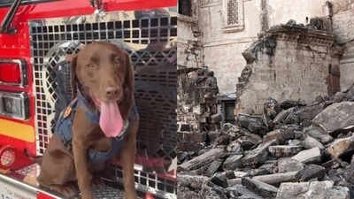 Meet Joey: The 2-year-old Los Angeles rescue dog credited with finding 3 people alive beneath earthquake rubble is now up for a national hero award