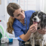 US couple donates $250 million to animal support and welfare organisations, allowing veterinary care access to millions of families and their pets over the next five years