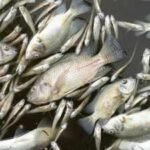 A manure-lagoon overflow at a Maryland dairy farm killed nearly 11,000 fish across 25 species, state officials say; the farm already faces a pollution lawsuit and a civil-contempt request over alleged violations