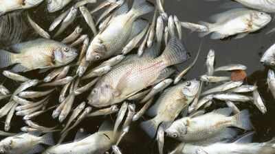 A manure-lagoon overflow at a Maryland dairy farm killed nearly 11,000 fish across 25 species, state officials say; the farm already faces a pollution lawsuit and a civil-contempt request over alleged violations