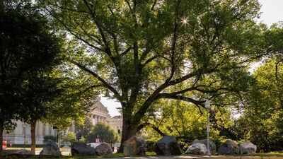 An American elm has stood for more than 150 years and witnessed 33 US presidents despite the disease that wiped out millions of these trees
