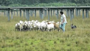 In 2013, a New Jersey teacher saw workers mowing a solar field near home and asked to bring in her sheep; by 2021, her flock had grown from 50 sheep on 15 solar acres to 450 sheep managing 85 acres