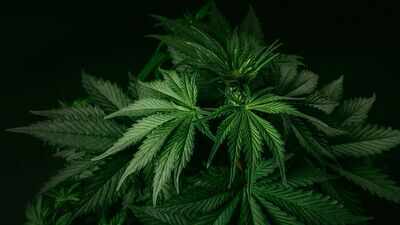 In 2021, a California couple bought a home and faced more than $1 million in fines linked to the previous owner's cannabis operation; five years later, a settlement cleared the disputed penalties
