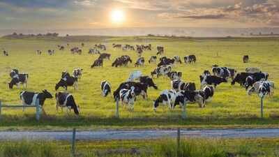​Florida permanently protects nearly 1,500 acres across two cattle ranches with $8.7 million in conservation easements, preventing future development while preserving farmland and wildlife