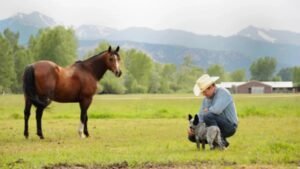 A Colorado ranch homesteaded before statehood stayed with the same family for six generations; more than 150 years later, 650 of its roughly 700 acres were permanently protected from subdivision
