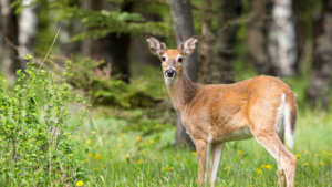 In 1992, Mike and Dana Blevins bought a 300-acre Missouri property where cattle and heavy hunting had damaged the deer habitat; 34 years later, their restoration work has helped turn the land into a managed refuge for a thriving herd