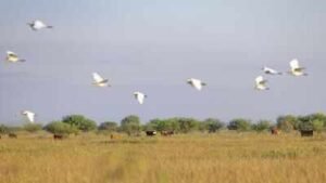 In 1834, the O'Connor family's Texas ranching legacy began; 191 years later, an $8.863 million deal protected 6,409 acres of coastal prairie while keeping it a working cattle ranch