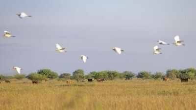 In 1834, the O'Connor family's Texas ranching legacy began; 191 years later, an $8.863 million deal protected 6,409 acres of coastal prairie while keeping it a working cattle ranch