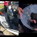 3-ft python in car, runaway pig, knife-wielding crab: 5 stange stories from US you missed
